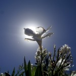 White_Flowers_9381 (17)
