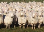 herd-of-sheep