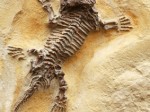 Ancient Lizard Fossil