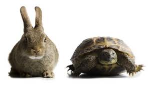 tortoise & hare
